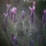 france herbal immersion