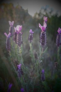 france herbal immersion
